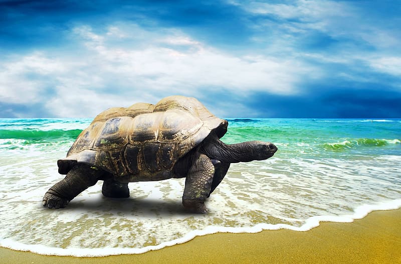 tortoise